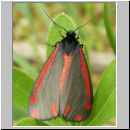 Tyria jacobaeae - Blutbaer 03.jpg